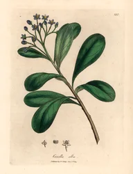 Sinikukkainen, laakerinlehtinen canella, Canella alba, Canella winterana, James Sowerbyn kasvitieteellisestä kuvituksesta William Woodvillestä ja Sir William Jackson Hookerin "Medical Botany" 1832 (käsinvärinen kuparikaiverrus)