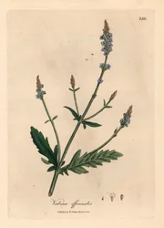 Sinikukkainen vervain, Verbena officinalis, James Sowerbyn kasvitieteellisestä kuvituksesta William Woodvillestä ja Sir William Jackson Hookerin teoksesta "Medical Botany" 1832 (käsinvärinen kuparikaiverrus)
