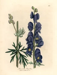 Sinikukkainen suden huppu tai munkin huppu, Aconitum napellus, James Sowerbyn kasvitieteellisestä kuvituksesta William Woodvillesta ja Sir William Jackson Hookerin teoksesta "Medical Botany" 1832 (käsinvärinen kuparikaiverrus)