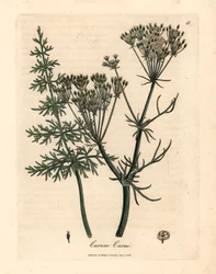 Tavallinen kumina, Carum carui, James Sowerbyn kasvitieteellisestä kuvituksesta William Woodvillesta ja Sir William Jackson Hookerin teoksesta "Medical Botany" 1832 (käsinvärinen kuparikaiverrus)