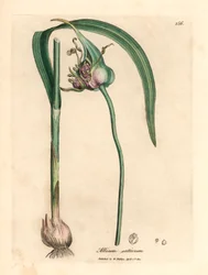 Tavallinen viljelty valkosipuli, Allium sativum, William Woodvillen James Sowerbyn kasvitieteellisestä kuvituksesta ja Sir William Jackson Hookerin "Medical Botany" 1832 (käsinvärinen kuparikaiverrus)