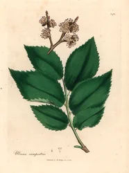Jalava, Ulmus campestris, James Sowerbyn William Woodvillen kasvitieteellisestä kuvituksesta ja Sir William Jackson Hookerin "Medical Botany" 1832 (käsinvärinen kuparikaiverrus)