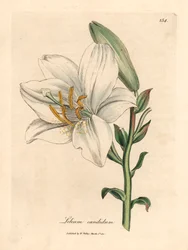 Tavallinen valkoinen lilja, Lilium candidum, James Sowerbyn kasvitieteellisestä kuvituksesta William Woodvillestä ja Sir William Jackson Hookerin "Medical Botany" 1832 (käsinvärinen kuparikaiverrus)
