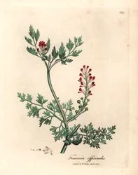 Crimson kukkainen fumitoria, Fumaria officinalis, James Sowerbyn kasvitieteellisestä kuvituksesta William Woodvillestä ja Sir William Jackson Hookerin "Medical Botany" 1832 (käsinvärinen kuparikaiverrus)