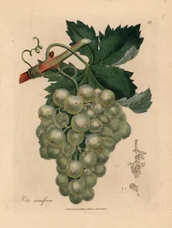 Vihreät viinirypäleet, viiniköynnös ja lehdet, Vitis vinifera, William Woodvillen James Sowerbyn kasvitieteellisestä kuvituksesta ja Sir William Jackson Hookerin "Medical Botany" 1832 (käsinvärinen kuparikaiverrus)
