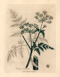 Hermlockin, Conium maculatumin, lehdet ja kukat, James Sowerbyn kasvitieteellisestä kuvituksesta William Woodvillesta ja Sir William Jackson Hookerin teoksesta "Medical Botany" 1832 (käsinvärinen kuparikaiverrus)