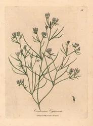 Vaaleanpunainen kukka kumina, Cuminum cyminum, William Woodvillen James Sowerbyn kasvitieteellisestä kuvituksesta ja Sir William Jackson Hookerin "Medical Botany" 1832 (käsinvärinen kuparikaiverrus)