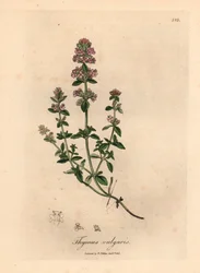 Vaaleanpunainen kukkainen puutarhatimjami, Thymus vulgaris, William Woodvillen James Sowerbyn kasvitieteellisestä kuvituksesta ja Sir William Jackson Hookerin "Medical Botany" 1832 (käsinvärinen kuparikaiverrus)