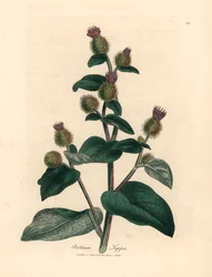 Violetti kukkainen takiainen, Arctium lappa, James Sowerbyn kasvitieteellisestä kuvituksesta William Woodvillestä ja Sir William Jackson Hookerin "Medical Botany" 1832 (käsinvärinen kuparikaiverrus)