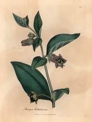 Purppuranpunainen kukkainen tappava yöviiri, Atropa belladonna, James Sowerbyn kasvitieteellisestä kuvituksesta William Woodvillestä ja Sir William Jackson Hookerin "Medical Botany" 1832 (käsinvärinen kuparikaiverrus)