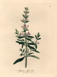 Purppurakukkainen iisoppi, Hyssopus officinalis, William Woodvillen James Sowerbyn kasvitieteellisestä kuvituksesta ja Sir William Jackson Hookerin "Medical Botany" 1832 (käsinvärinen kuparikaiverrus)