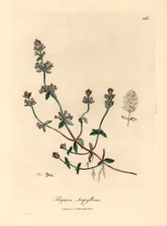 Violetti kukkainen villitimjami, Thymus serpyllum, William Woodvillen James Sowerbyn kasvitieteellisestä kuvituksesta ja Sir William Jackson Hookerin "Medical Botany" 1832 (käsinvärinen kuparikaiverrus)