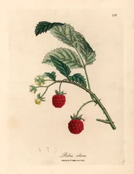 Vadelmapensas kypsiä hedelmiä ja keltaisia kukkia, Rubus idaeus, William Woodvillen James Sowerbyn kasvitieteellisestä kuvituksesta ja Sir William Jackson Hookerin "Medical Botany" 1832 (käsinvärinen kuparikaiverrus)