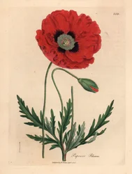 Punainen tai maissi unikko, Papaver rhoeas, James Sowerbyn kasvitieteellisestä kuvituksesta William Woodvillestä ja Sir William Jackson Hookerin "Medical Botany" 1832 (käsinvärinen kuparikaiverrus)