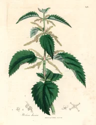 Nokkonen, Urtica dioica, James Sowerbyn kasvitieteellisestä kuvituksesta William Woodvillesta ja Sir William Jackson Hookerin teoksesta "Medical Botany" 1832 (käsinvärinen kuparilevykaiverrus)
