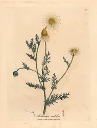 Valko- ja keltakukkainen kamomilla, Anthemis nobilis, James Sowerbyn kasvitieteellisestä kuvituksesta William Woodvillestä ja Sir William Jackson Hookerin "Medical Botany" 1832 (käsinvärinen kuparikaiverrus)