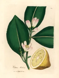 Sitruunapuun, Citrus medican, valkoiset kukat ja kypsät hedelmät James Sowerbyn kasvitieteellisestä kuvituksesta William Woodvillesta ja Sir William Jackson Hookerin "Medical Botany" 1832 (käsinvärinen kuparikaiverrus)