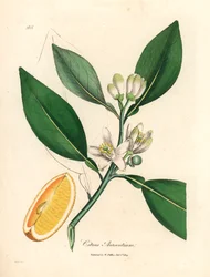 Appelsiinipuun, Citrus aurantiumin, valkoinen kukka ja kypsä hedelmäsegmentti James Sowerbyn kasvitieteellisestä kuvituksesta William Woodvillesta ja Sir William Jackson Hookerin teoksesta "Medical Botany" 1832 (käsinvärinen kuparikaiverrus)