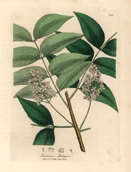 Valkoinen kukkiva mahonkipuu, Swietenia mahogani, James Sowerbyn kasvitieteellisestä kuvituksesta William Woodvillestä ja Sir William Jackson Hookerin "Medical Botany" 1832 (käsinvärinen kuparikaiverrus)