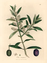 Valkoinen kukkainen eurooppalainen oliivipuu hedelmillä, Olea europaea, James Sowerbyn kasvitieteellisestä kuvituksesta William Woodvillestä ja Sir William Jackson Hookerin "Medical Botany" 1832 (käsinvärinen kuparikaiverrus)