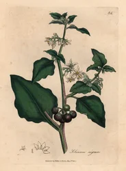 Valkokukkainen, mustamarjainen mustakoiso, Solanum nigrum, James Sowerbyn kasvitieteellisen kuvituksen mukaan William Woodvillen ja Sir William Jackson Hookerin teoksesta "Lääkekasvitiede" 1832