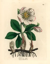 Valkokukkainen jouluruusu, Helleborus niger, James Sowerbyn kasvitieteellisen kuvituksen mukaan William Woodvillen ja Sir William Jackson Hookerin teoksesta "Lääkekasvitiede" 1832