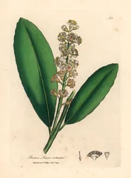 Valkokukkainen kirsikkalaakeripuu, Prunus laurocerasus, James Sowerbyn kasvitieteellisestä kuvituksesta William Woodvillesta ja Sir William Jackson Hookerin "Medical Botany" 1832 (käsinvärinen kuparikaiverrus)
