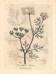 Valkoinen kukkakorianteri, Coriandrum sativum, William Woodvillen James Sowerbyn kasvitieteellisestä kuvituksesta ja Sir William Jackson Hookerin "Medical Botany" 1832 (käsinvärinen kuparikaiverrus)