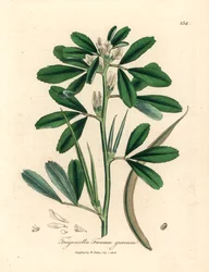 Valkokukkainen sarviapila ja siemenpalko, Trigonella foenum graecum, James Sowerbyn kasvitieteellisestä kuvituksesta William Woodvillesta ja Sir William Jackson Hookerin "Medical Botany" 1832 (käsinvärinen kuparilevykaiverrus)