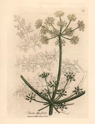 Valkokukkainen jättimäinen fenkoli tai asafetida, Ferula assafoetida, James Sowerbyn kasvitieteellisestä kuvituksesta William Woodvillestä ja Sir William Jackson Hookerin "Medical Botany" 1832 (käsinvärinen kuparikaiverrus)
