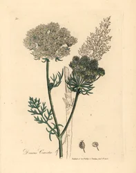Valkokukkainen villiporkkanakasvi, Daucus carota, James Sowerbyn kasvitieteellisestä kuvituksesta William Woodvillestä ja Sir William Jackson Hookerin "Medical Botany" 1832 (käsinvärinen kuparikaiverrus)