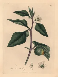 Valkokukkainen talvikirsikka, Physalis alkekengi, James Sowerbyn kasvitieteellisestä kuvituksesta William Woodvillestä ja Sir William Jackson Hookerin "Medical Botany" 1832 (käsinvärinen kuparikaiverrus)