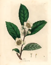 Valkoiset kukat ja vihreän teen lehdet, Thea bohea, Camellia sinensis, James Sowerbyn kasvitieteellisestä kuvituksesta William Woodvillesta ja Sir William Jackson Hookerin "Medical Botany" 1832 (käsinvärinen kuparikaiverrus)
