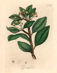 Talven kuoripuu, Wintera aromatica, Drimys winteri, William Woodvillen James Sowerbyn kasvitieteellisestä kuvituksesta ja Sir William Jackson Hookerin "Medical Botany" 1832 (käsinvärinen kuparikaiverrus)