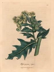 Keltakukkainen hullukaali, Hyoscyamus niger, James Sowerbyn kasvitieteellisen kuvituksen mukaan William Woodvillen ja Sir William Jackson Hookerin teoksesta "Lääkekasvitiede" 1832