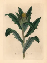 Keltakukkainen siunattu tai pyhä ohdake, Centaurea benedicta, James Sowerbyn kasvitieteellisestä kuvituksesta William Woodvillestä ja Sir William Jackson Hookerin "Medical Botany" 1832 (käsinvärinen kuparikaiverrus)