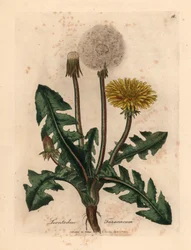 Keltakukkainen voikukka, Leontodon taraxacum, William Woodvillen James Sowerbyn kasvitieteellisestä kuvituksesta ja Sir William Jackson Hookerin "Medical Botany" 1832 (käsinvärinen kuparikaiverrus)