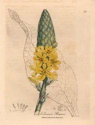 Keltakukkainen suurileveälehtinen mullein, Verbascum thapsus, James Sowerbyn kasvitieteellisestä kuvituksesta William Woodvillestä ja Sir William Jackson Hookerin "Medical Botany" 1832 (käsinvärinen kuparikaiverrus)