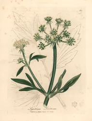 Keltakukkainen lovage, Ligusticum levisticum, James Sowerbyn kasvitieteellisestä kuvituksesta William Woodvillestä ja Sir William Jackson Hookerin "Medical Botany" 1832 (käsinvärinen kuparikaiverrus)