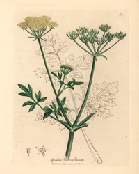 Keltakukkainen persilja, Apium petroselinum, William Woodvillen James Sowerbyn kasvitieteellisestä kuvituksesta ja Sir William Jackson Hookerin "Medical Botany" 1832 (käsinvärinen kuparikaiverrus)