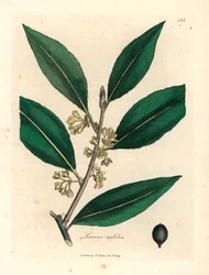 Keltakukkaiset makeat laakerinlehdet, Laurus nobilis, James Sowerbyn kasvitieteellisestä kuvituksesta William Woodvillestä ja Sir William Jackson Hookerin "Medical Botany" 1832 (käsinvärinen kuparikaiverrus)