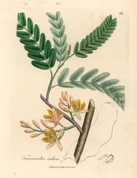 Keltakukkainen tamarindipuu, Tamarindus indica, James Sowerbyn kasvitieteellisestä kuvituksesta William Woodvillestä ja Sir William Jackson Hookerin "Medical Botany" 1832 (käsinvärinen kuparikaiverrus)