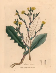 Keltakukkainen villisalaatti, Lactuca virosa, William Woodvillen James Sowerbyn kasvitieteellisestä kuvituksesta ja Sir William Jackson Hookerin "Medical Botany" 1832 (käsinvärinen kuparikaiverrus)