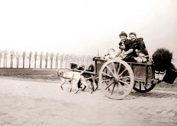 Koirat vetävät naisia kärryissä, Antwerpen, 1898.