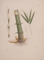 Arundinaria alpina K. Schum. (Afrikkalainen bambu): valmis piirros varren osista ja versoista lehtineen