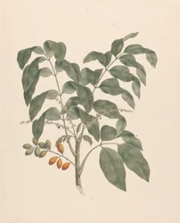 Brucea antidysenterica J. Miller (James Bruce
