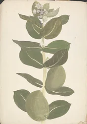Calotropis procera (Ait.) Ait. f. (Sodomalainen omena, korvapuu): valmis piirros kukkivasta ja hedelmällistä kasvista