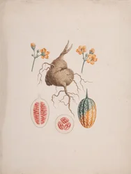 Coccinia abyssinica (Lam.): valmis piirros, hedelmän mukula ja yksityiskohta