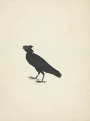 Corvs crassirostris (Paksunokkakorppi)