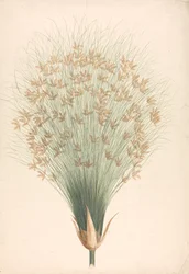 Cyperus papyrus L. (Papyrus Sedge): valmis piirros kukinnasta